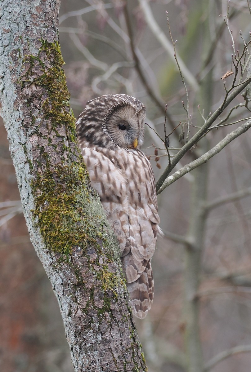 Ural Owl - ML647677380