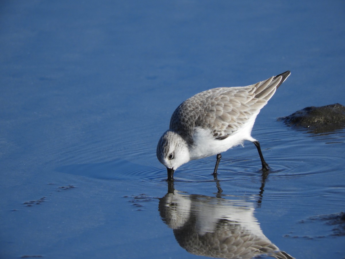 Txirri zuria - ML647677418