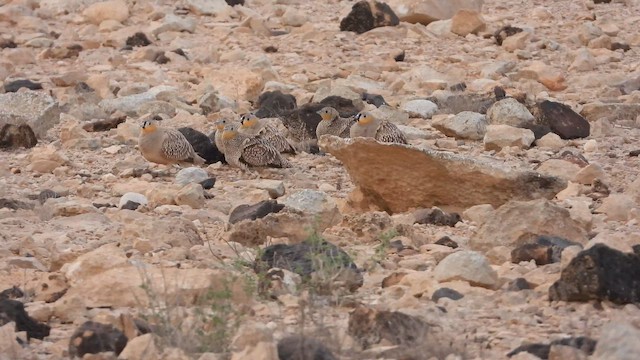 קטת כתר - ML647677432