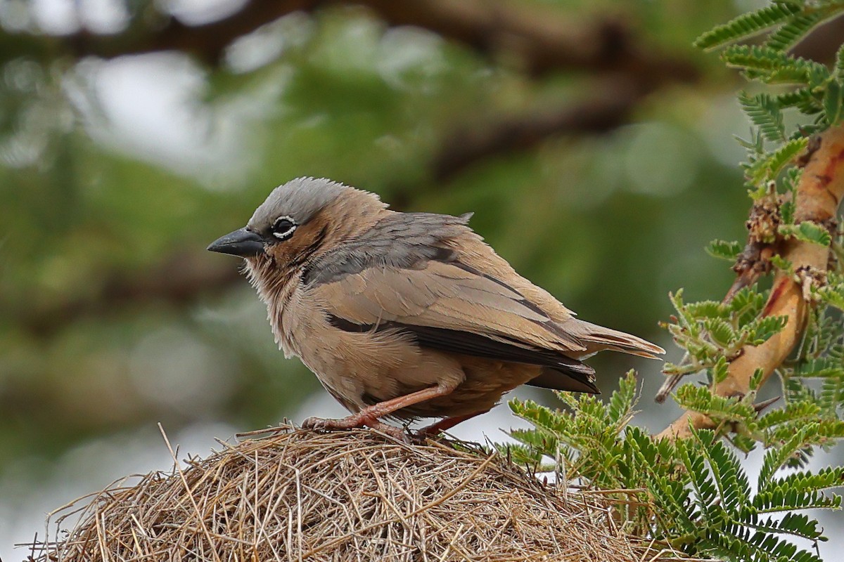 Gray-capped Social-Weaver - ML647677466