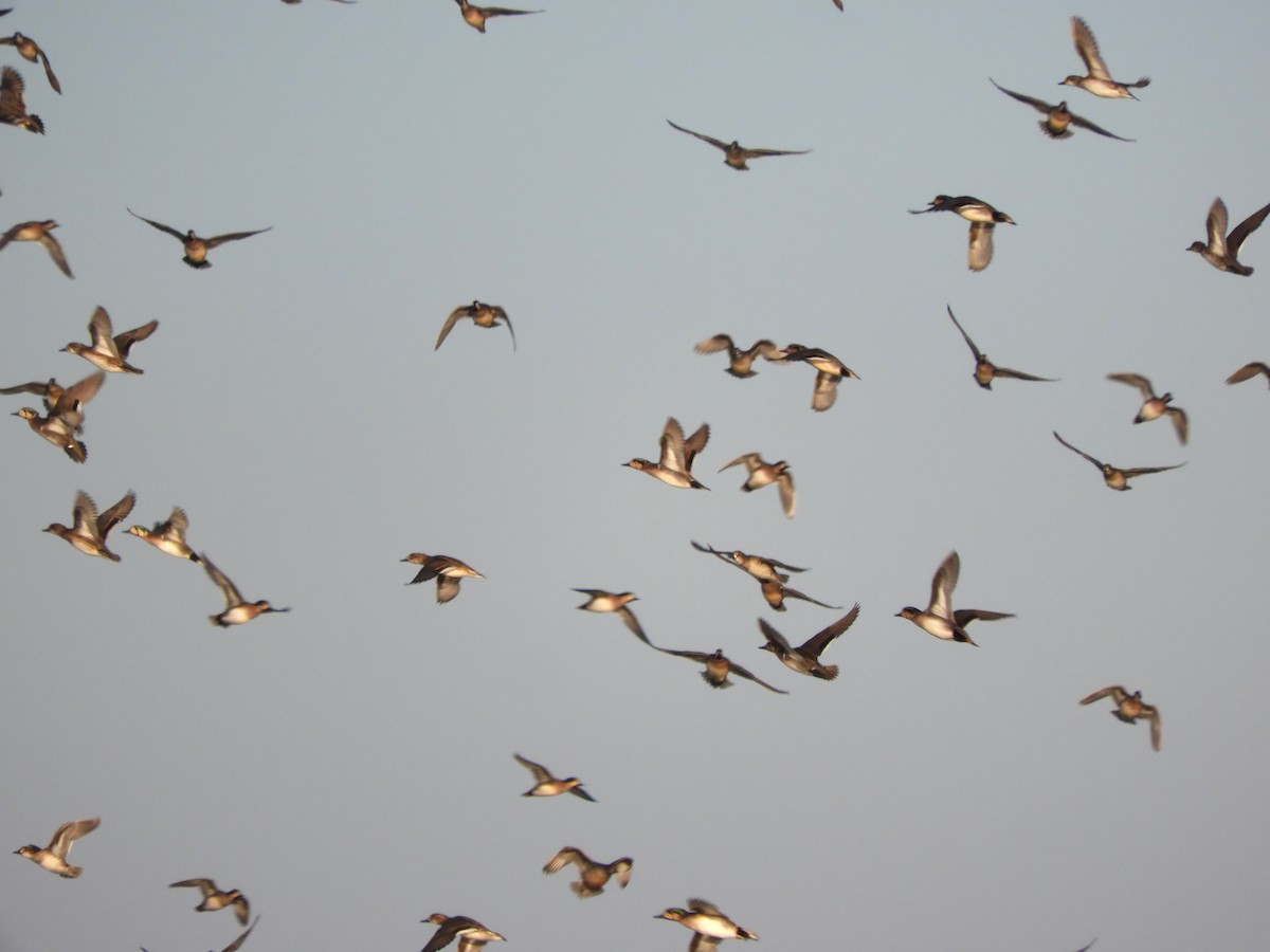 gulkinnand - ML647677483