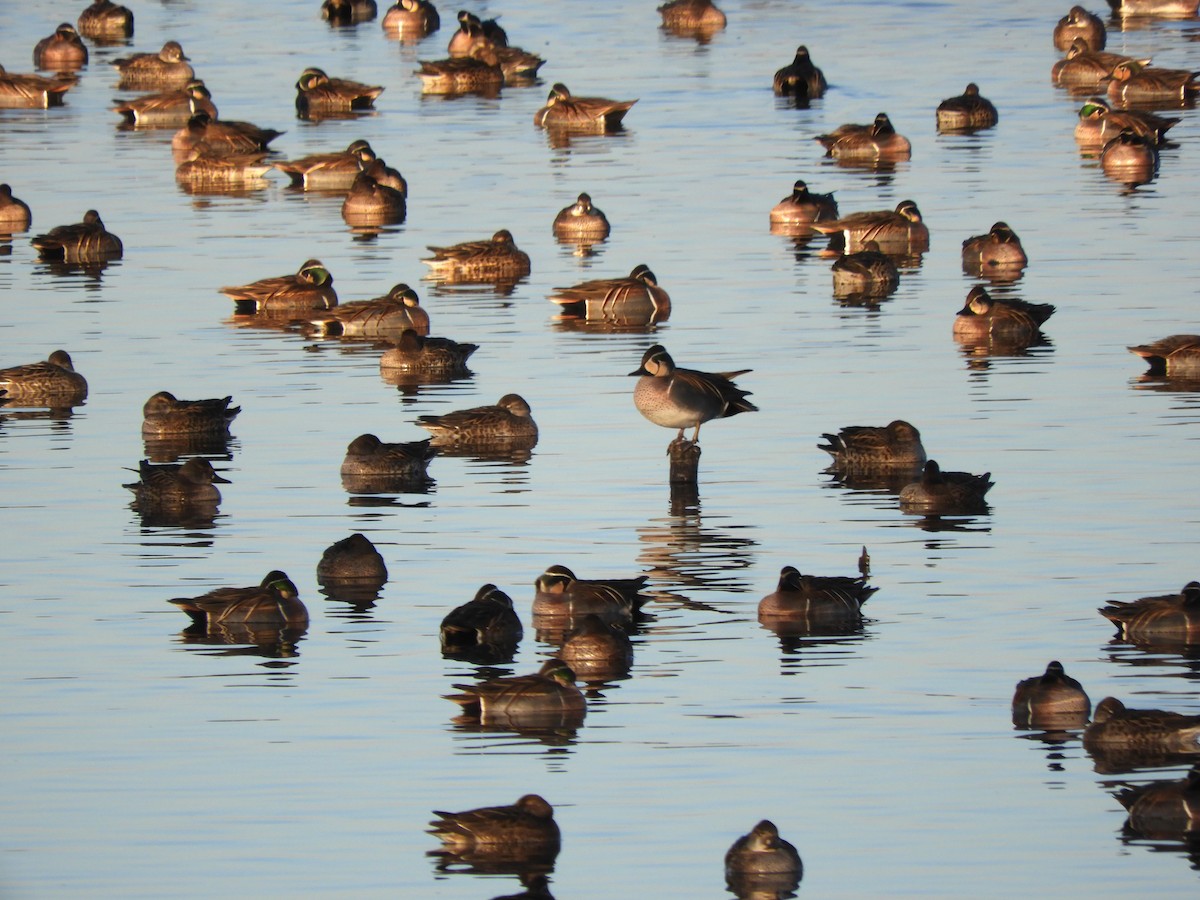 gulkinnand - ML647677485