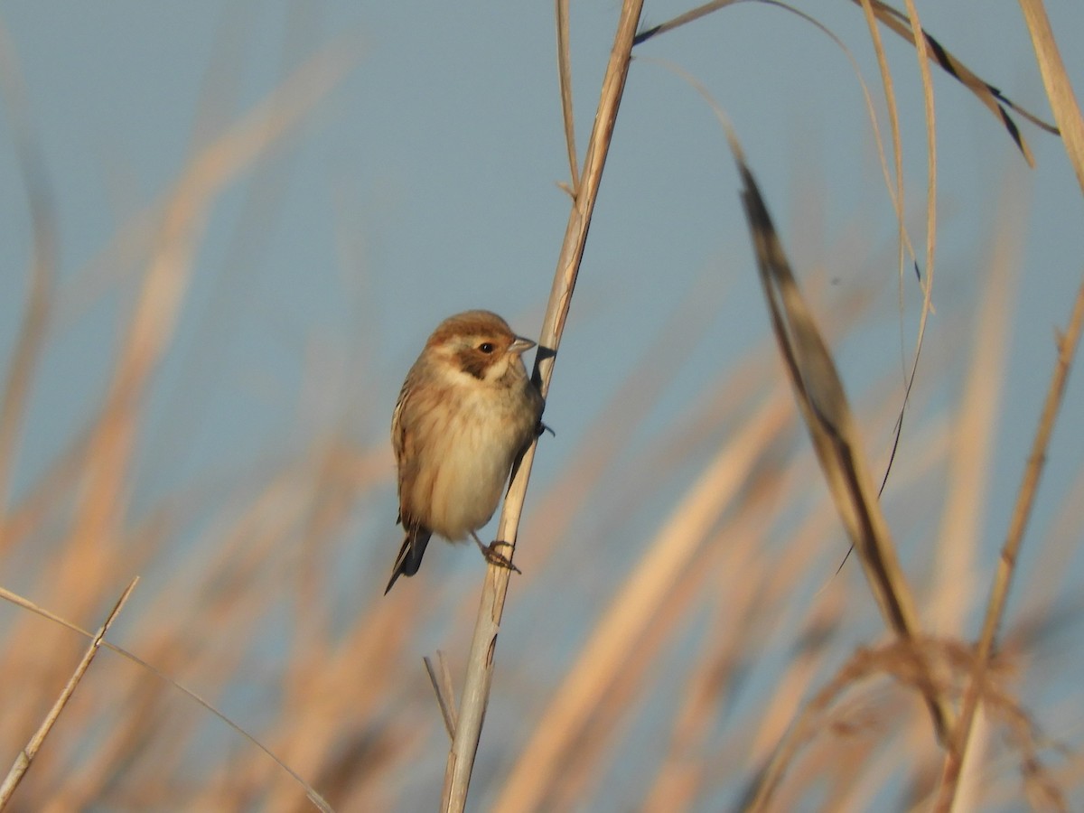 sivspurv - ML647677493