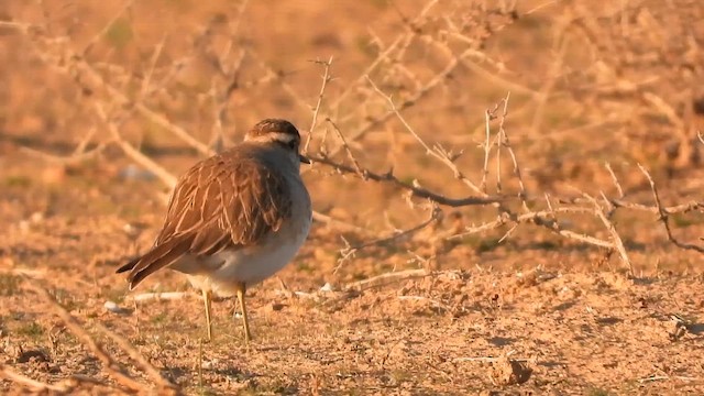 コバシチドリ - ML647677494