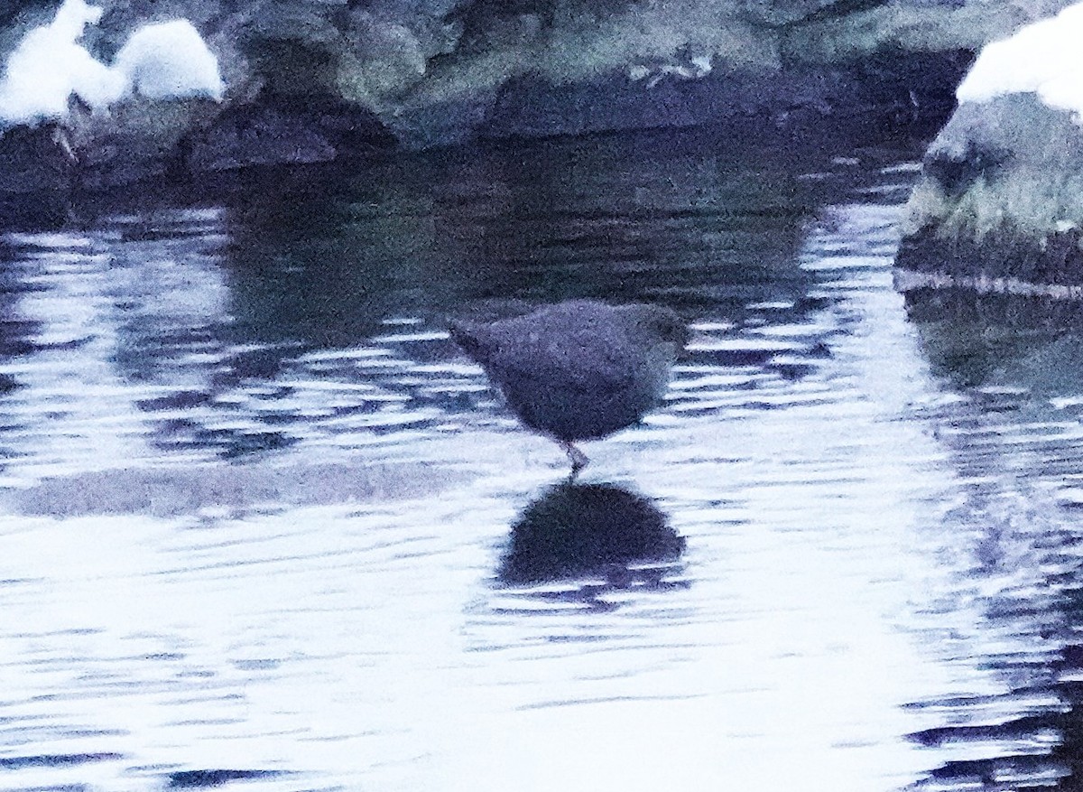 American Dipper - ML647677505