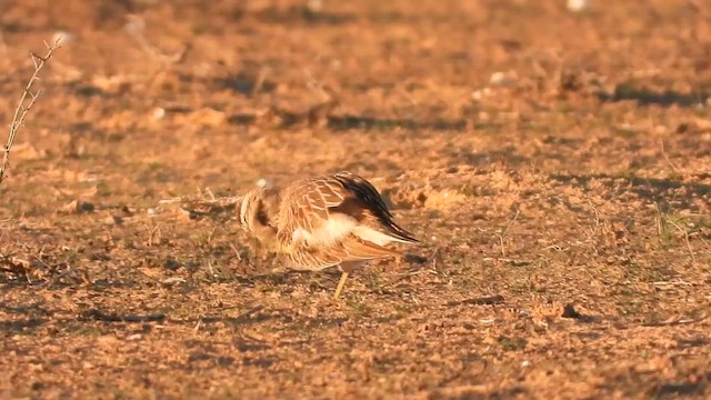 חופמי ערבה - ML647677514