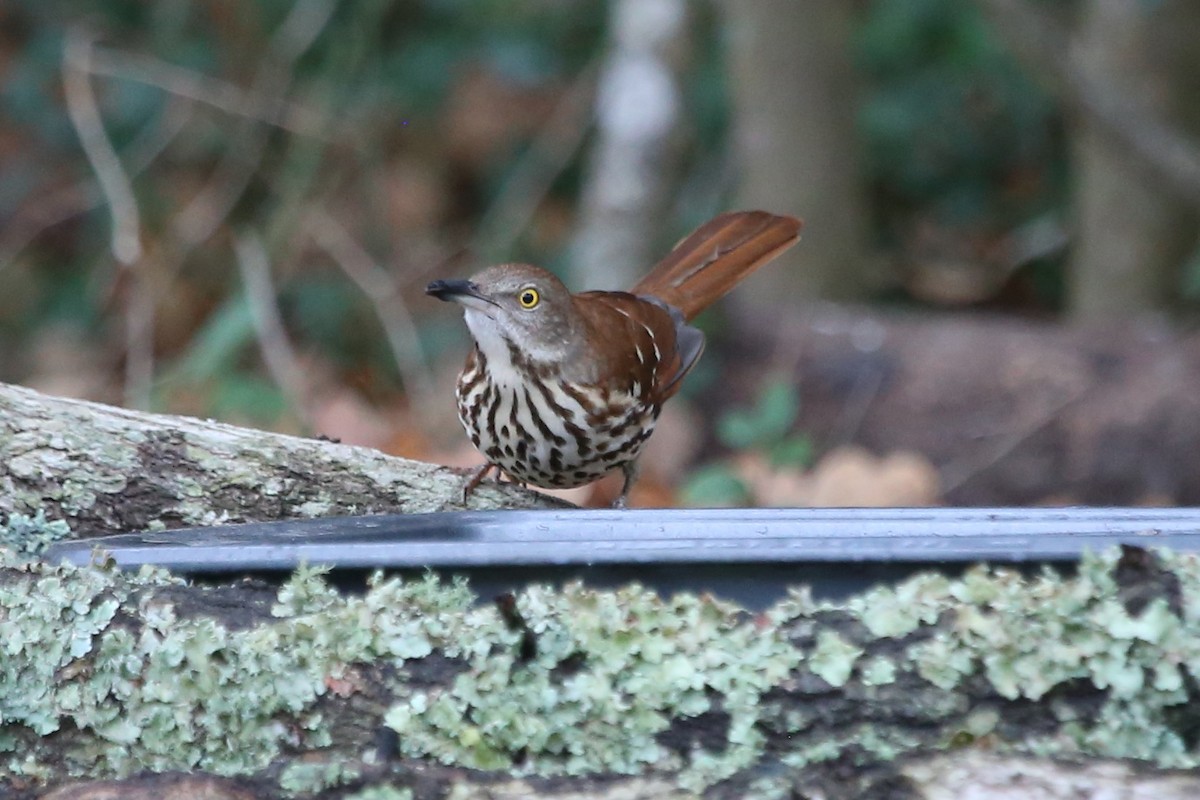 Cuitlacoche Rojizo - ML647677531