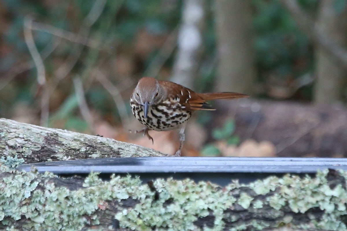 Cuitlacoche Rojizo - ML647677532