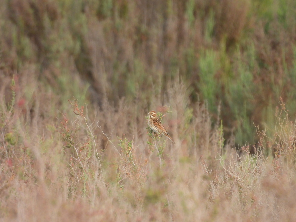 オオジュリン - ML647677537