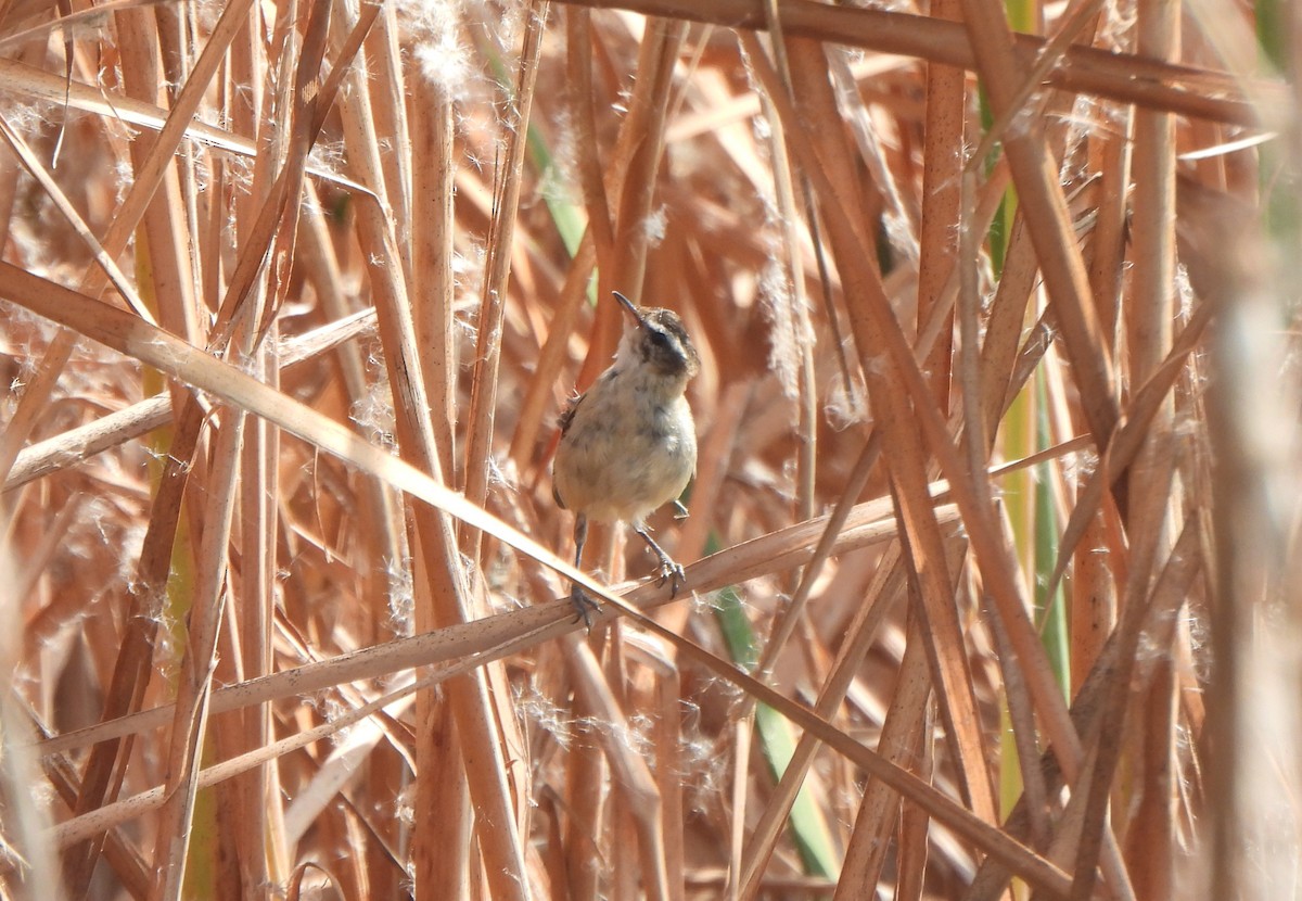 マミジロヨシキリ - ML647677538