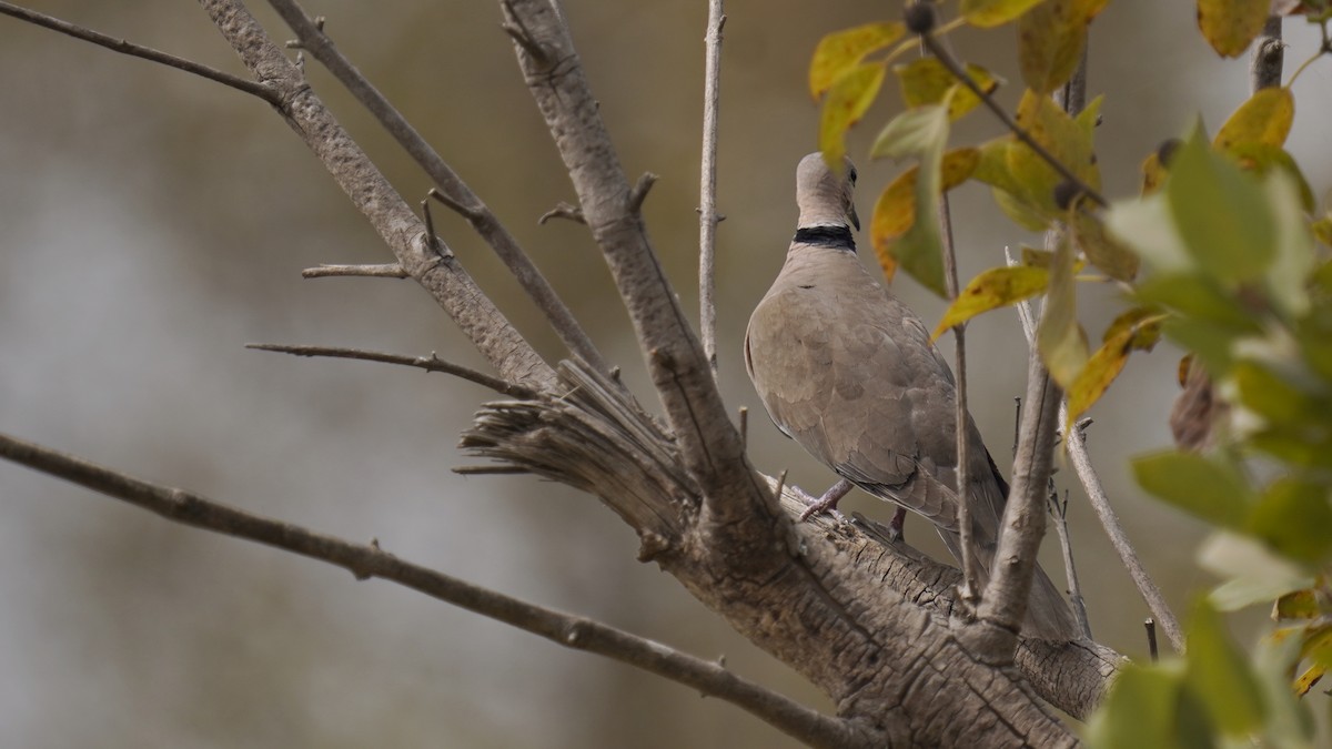 ウスアフリカジュズカケバト - ML647677542