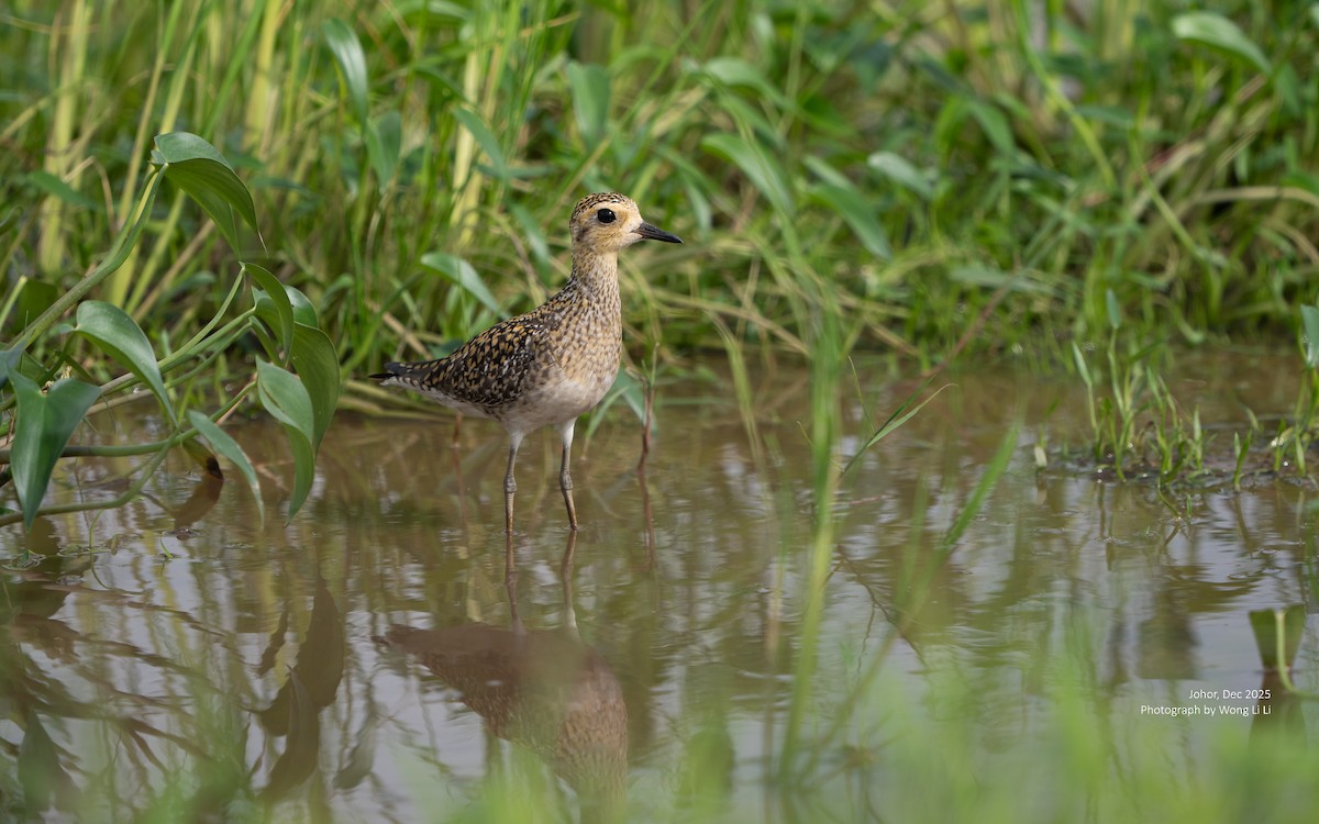 ムナグロ - ML647677543