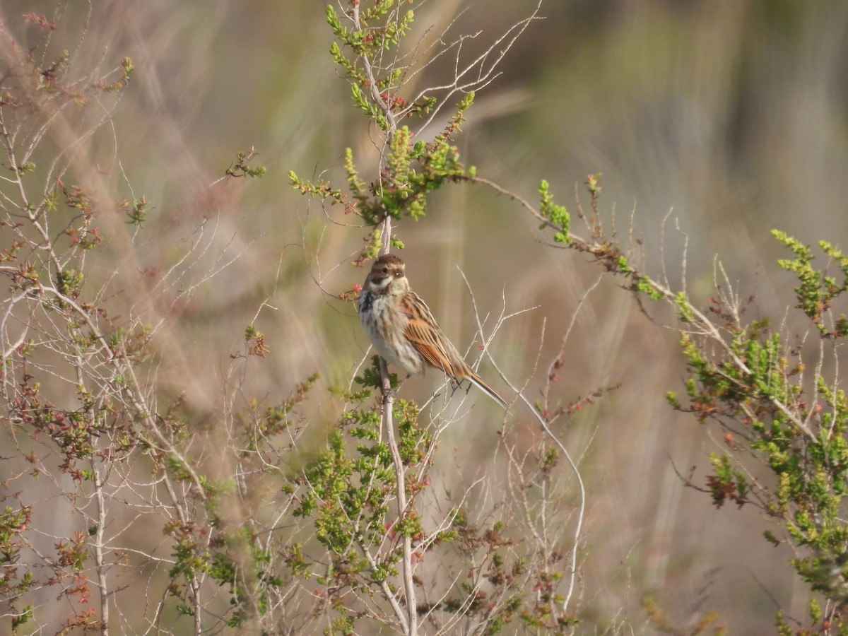 オオジュリン - ML647677544