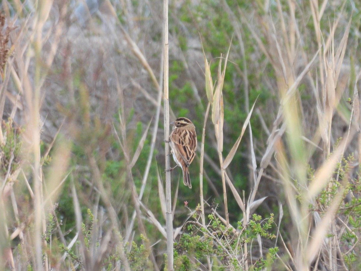 オオジュリン - ML647677545