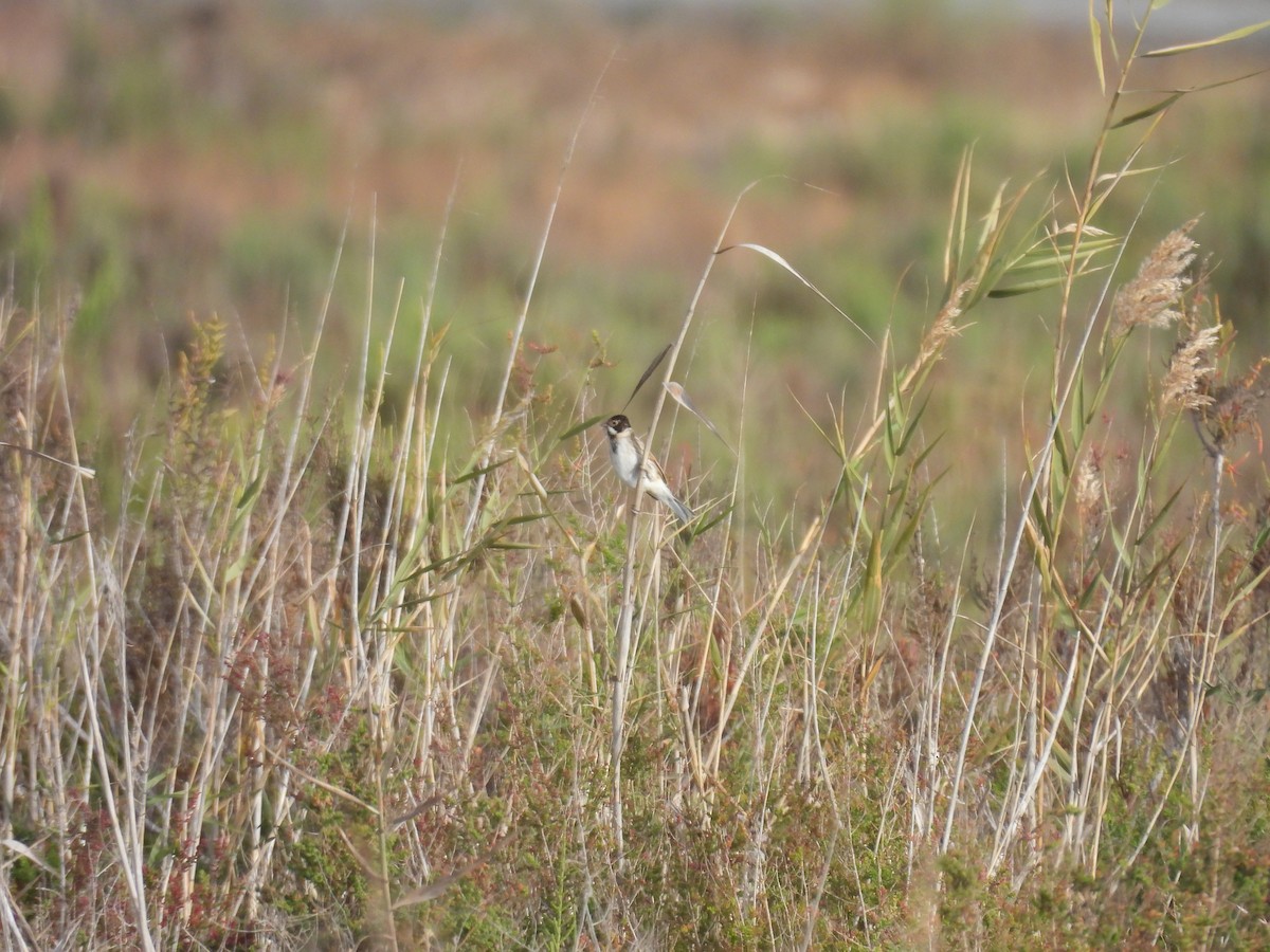 オオジュリン - ML647677546