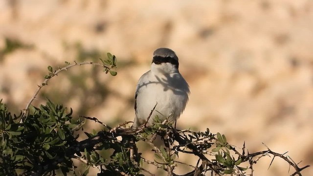 חנקן גדול - ML647677548