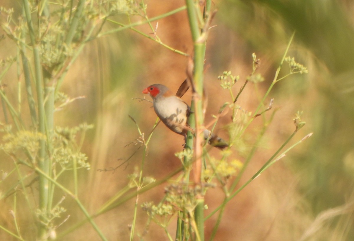 ホオアカカエデチョウ - ML647677550
