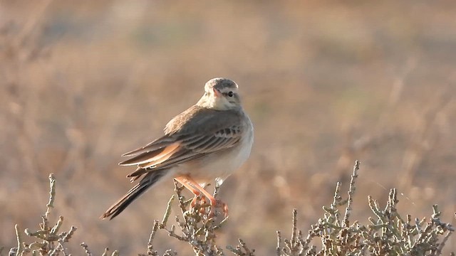 פפיון צהוב - ML647677552
