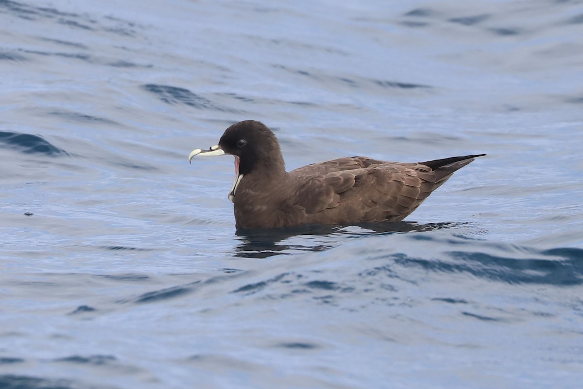 ノドジロクロミズナギドリ - ML647677555