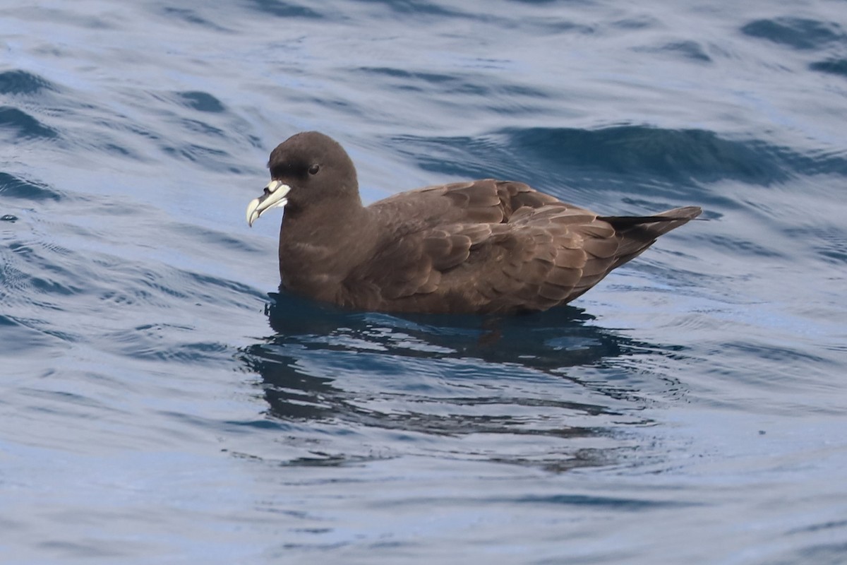 ノドジロクロミズナギドリ - ML647677557