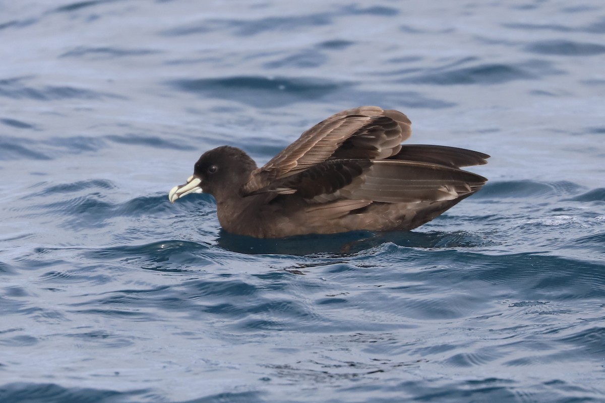 ノドジロクロミズナギドリ - ML647677558