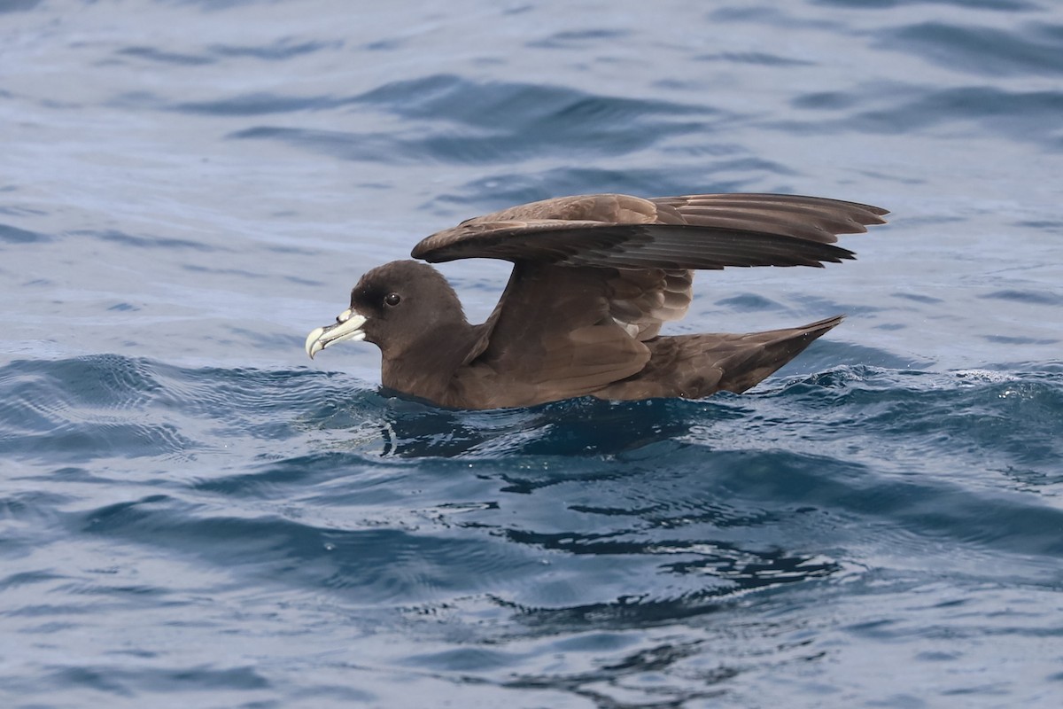 ノドジロクロミズナギドリ - ML647677559