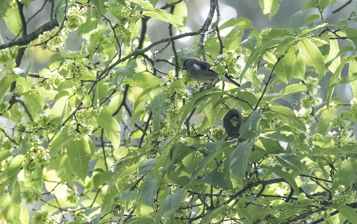 チャイロウソ - ML647677561