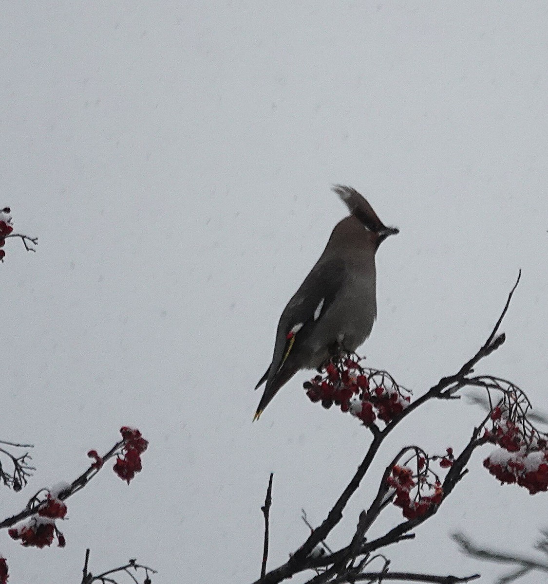 キレンジャク - ML647677562