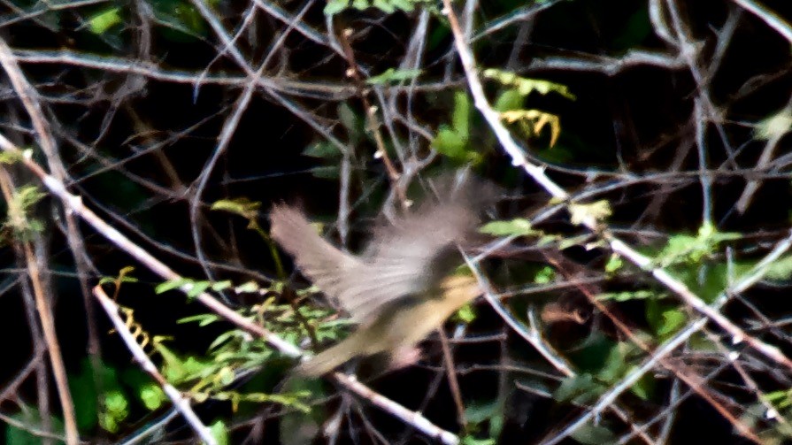 フタスジアメリカムシクイ - ML647677563