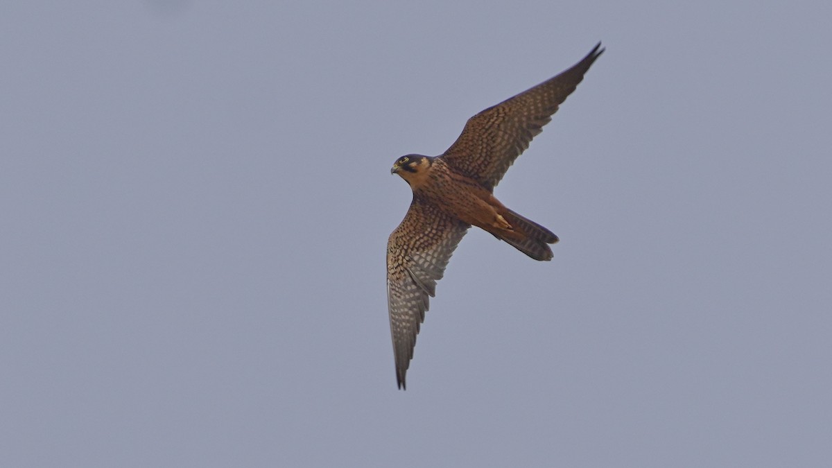 アフリカチゴハヤブサ - ML647677564