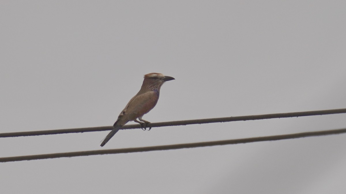 チャガシラニシブッポウソウ - ML647677565