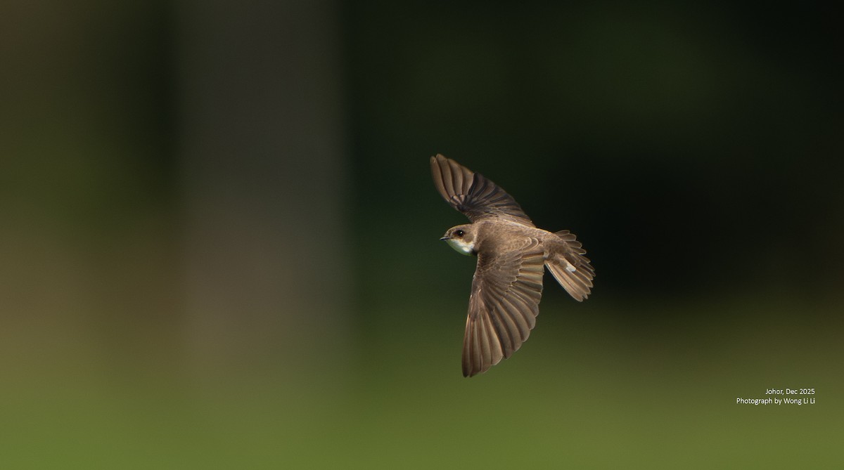 ショウドウツバメ - ML647677566