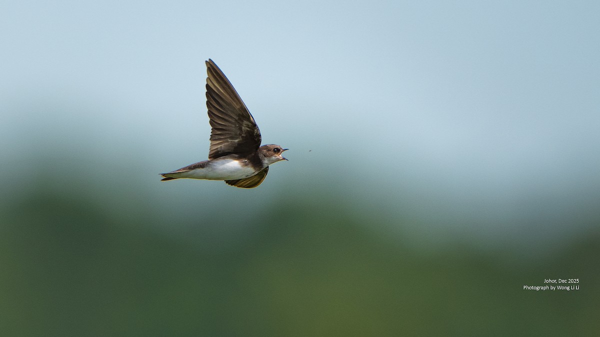 ショウドウツバメ - ML647677567