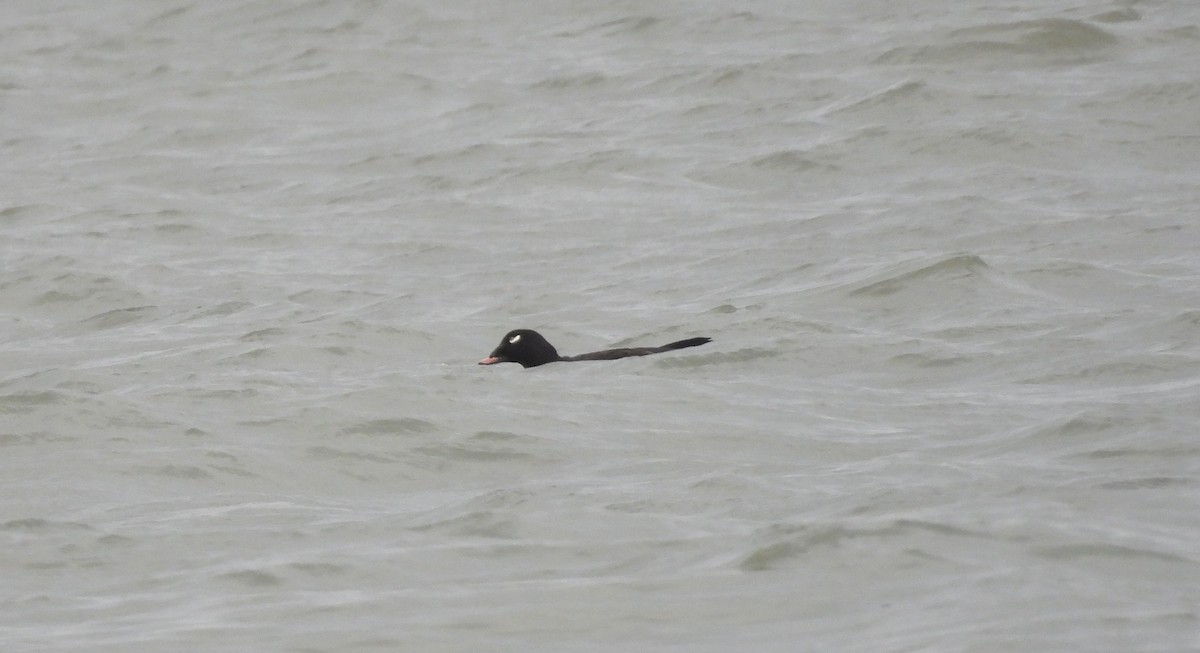 アメリカビロードキンクロ - ML647677568