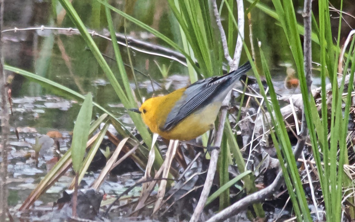 オウゴンアメリカムシクイ - ML647677569