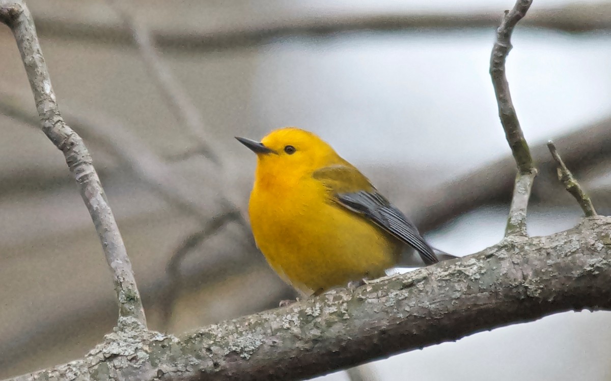 オウゴンアメリカムシクイ - ML647677572