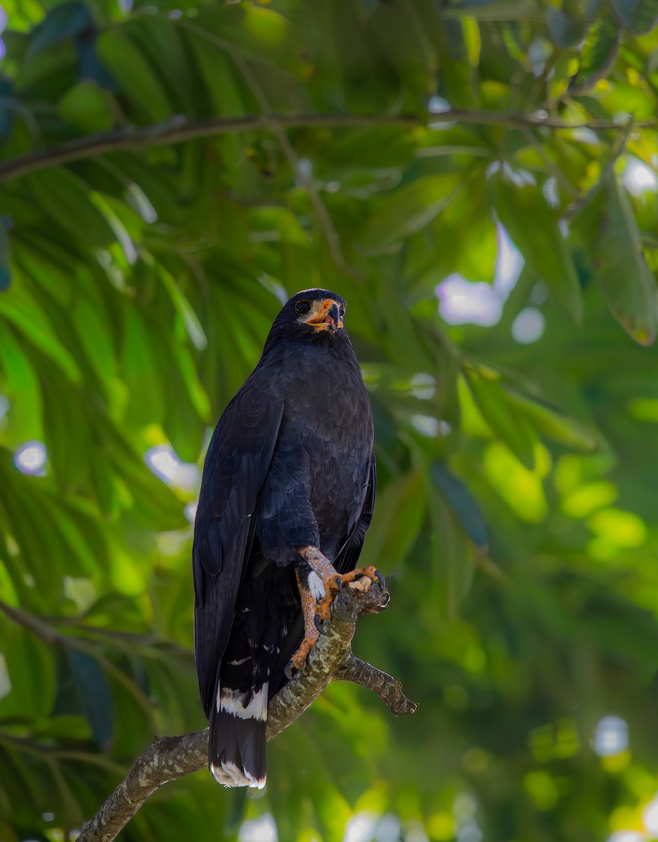 Common Black Hawk - ML647677574