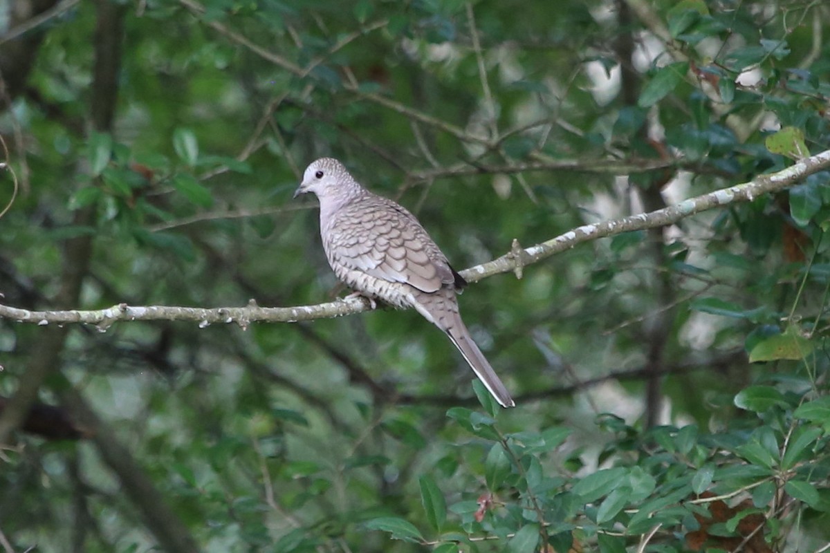 Inca Dove - ML647677575