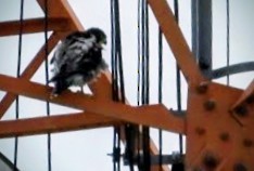 בז נודד - ML647677582