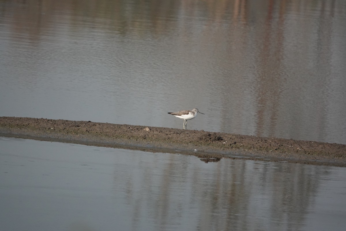 ביצנית ירוקת-רגל - ML647677583