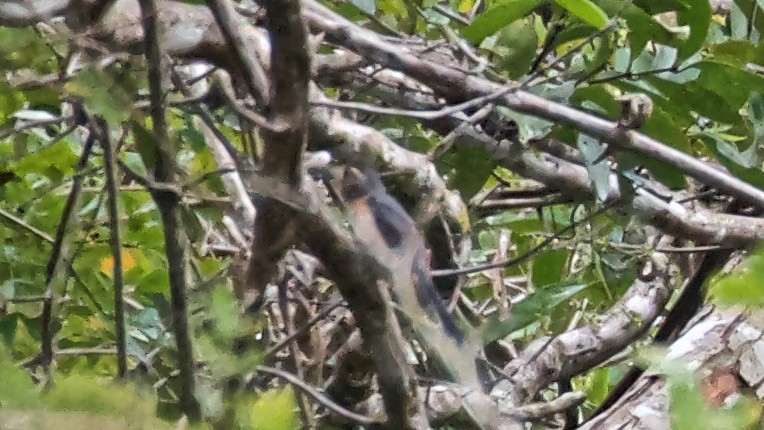 Gray-throated Chat - ML647677584