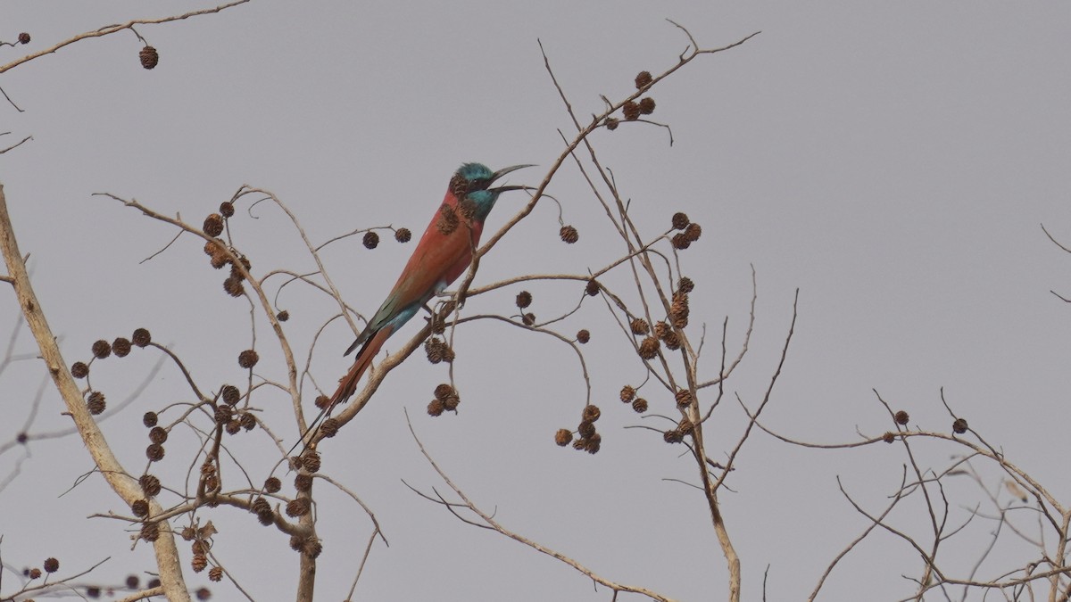 שרקרק ורוד - ML647677586