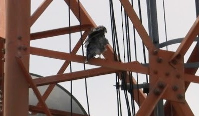 בז נודד - ML647677587