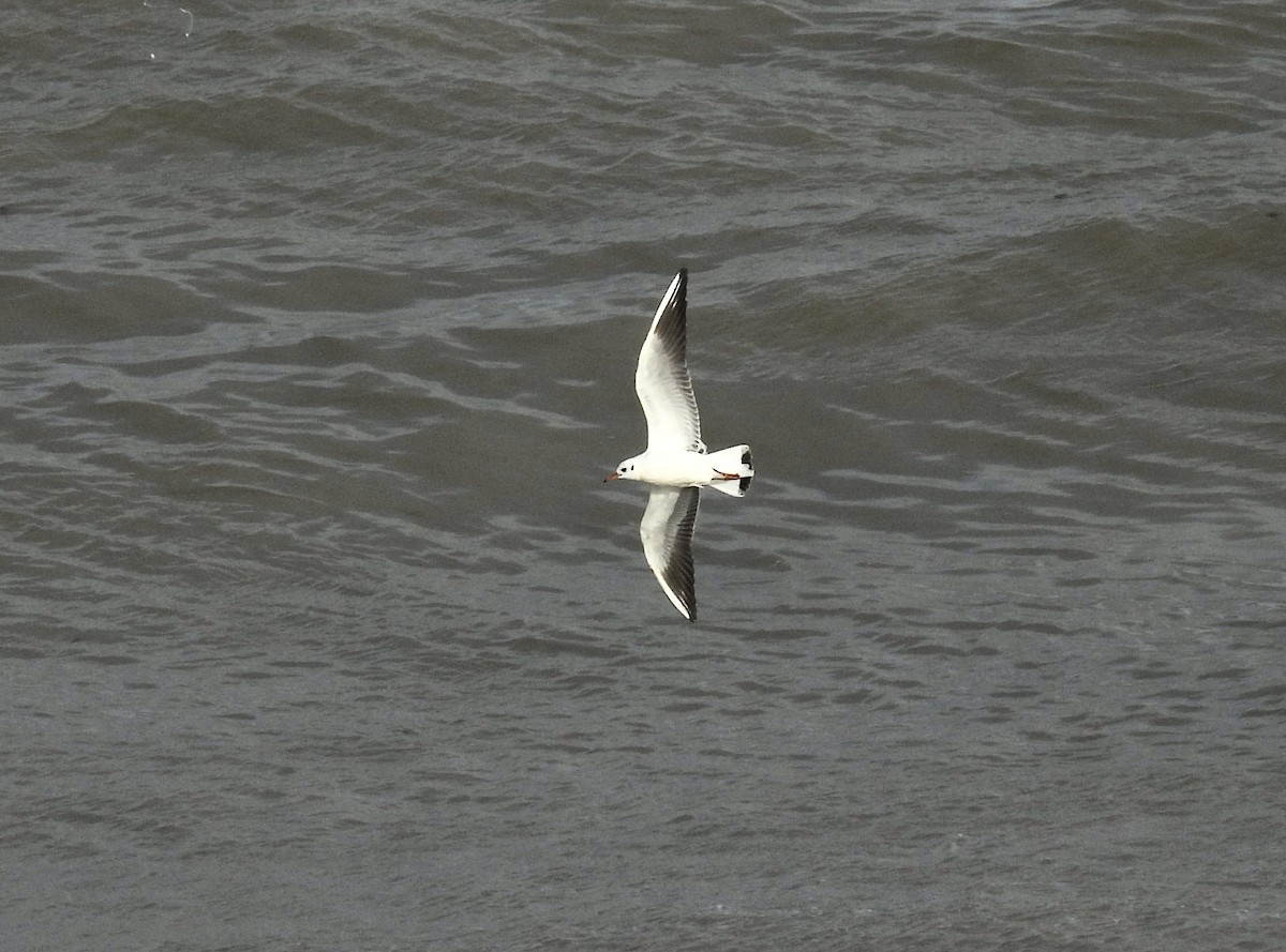 שחף אגמים - ML647677592