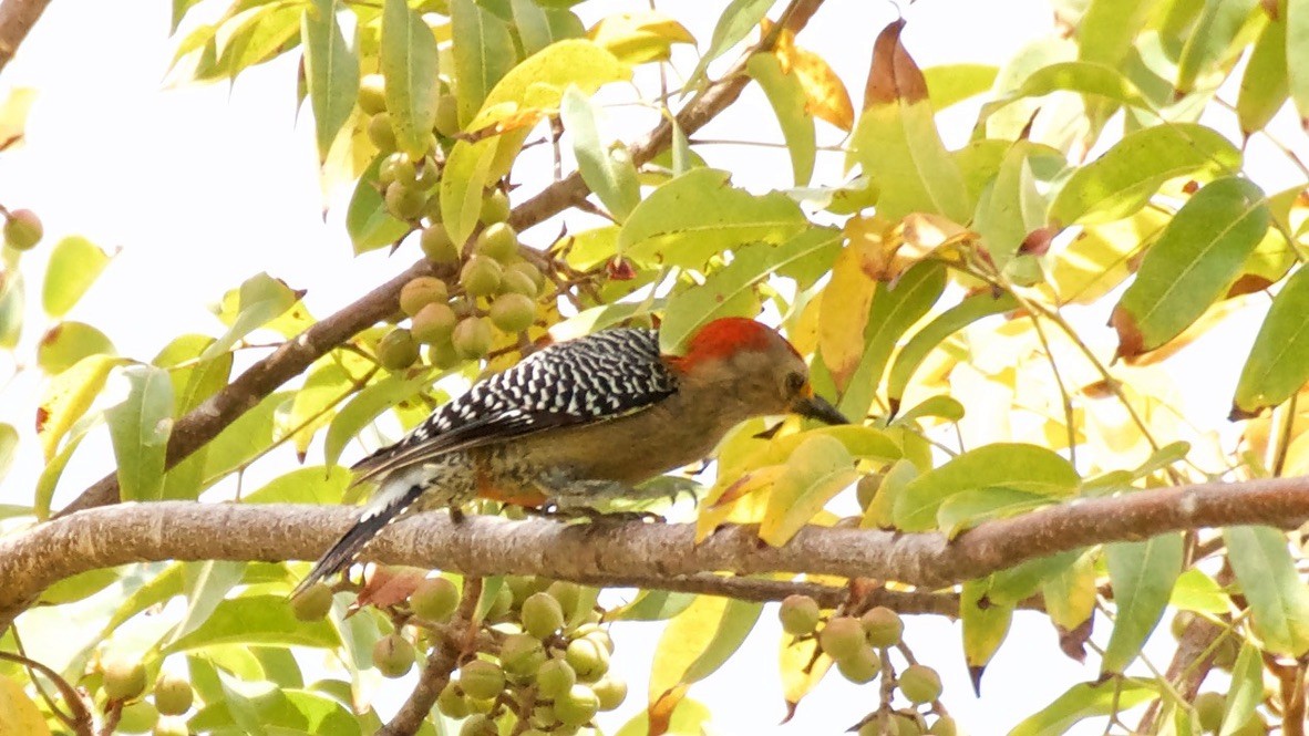 Yucatan Woodpecker - ML647677594