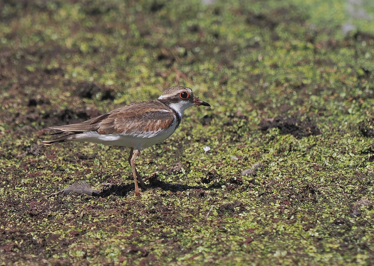 Black-fronted Dotterel - ML647677597