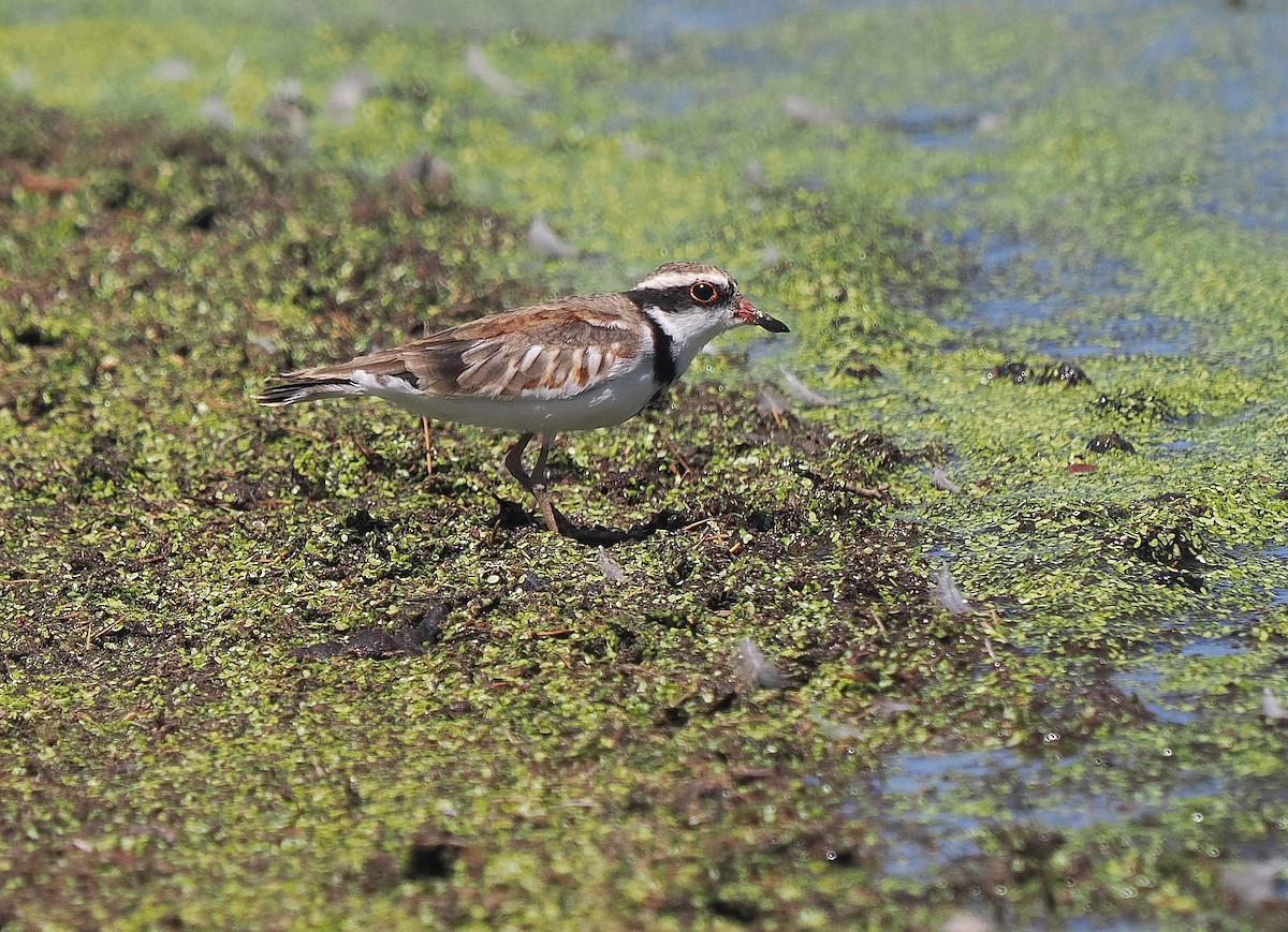 Black-fronted Dotterel - ML647677598