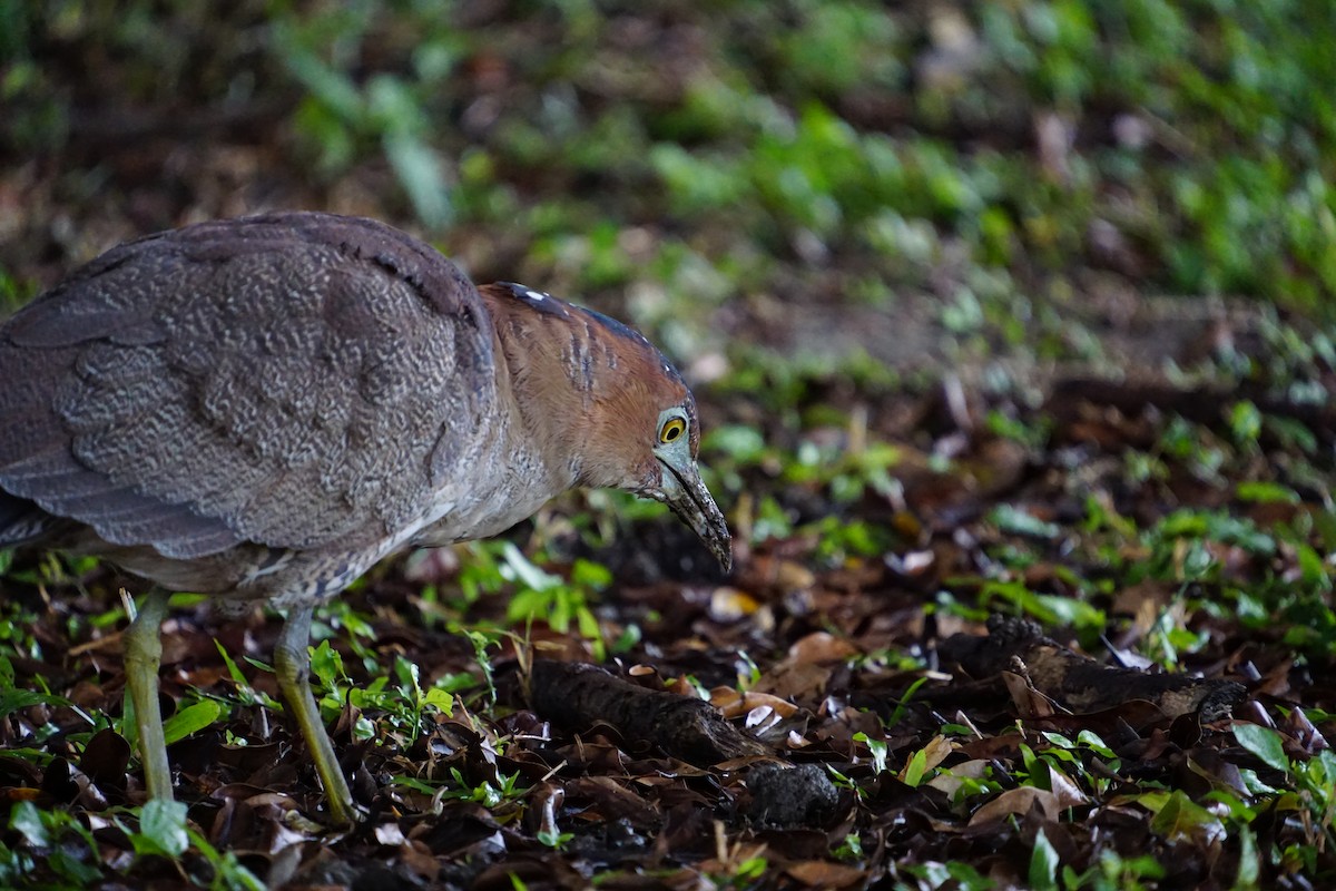 Malay Gece Balıkçılı - ML647677599