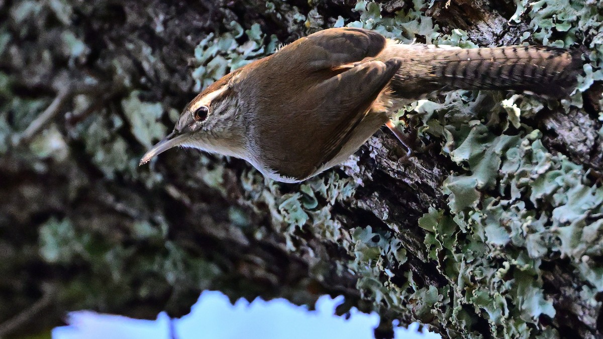 Bewick's Wren - ML647677600