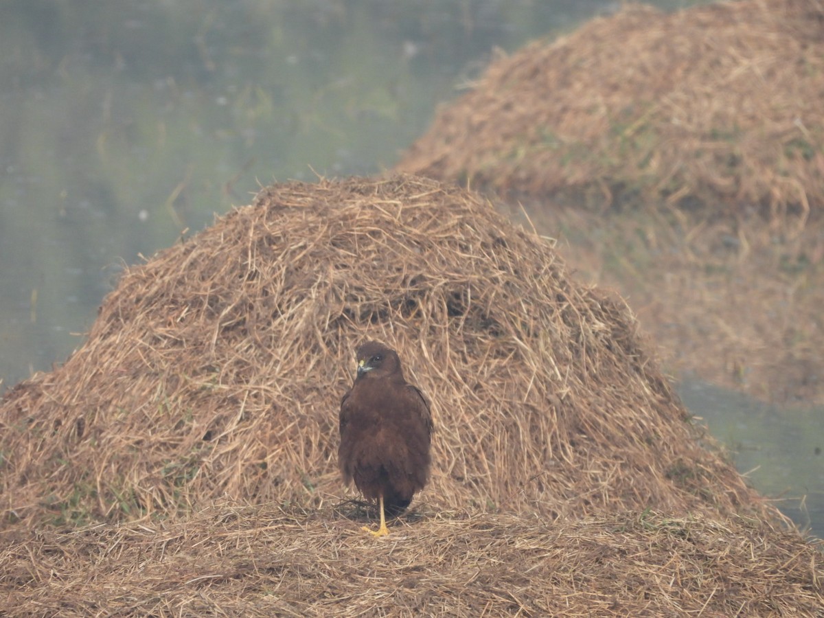 זרון סוף - ML647677601